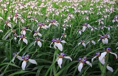 Gearbox正在开发6款游戏 其中一个是新IP